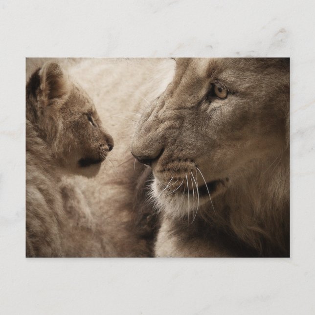 Postal Lioness y Cub (Anverso)