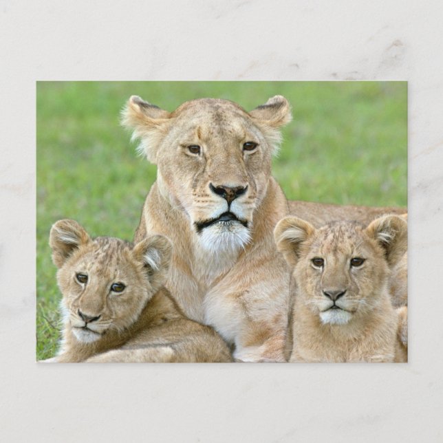 Postal Lioness y Two Cubs, África Oriental, Tanzania, (Anverso)