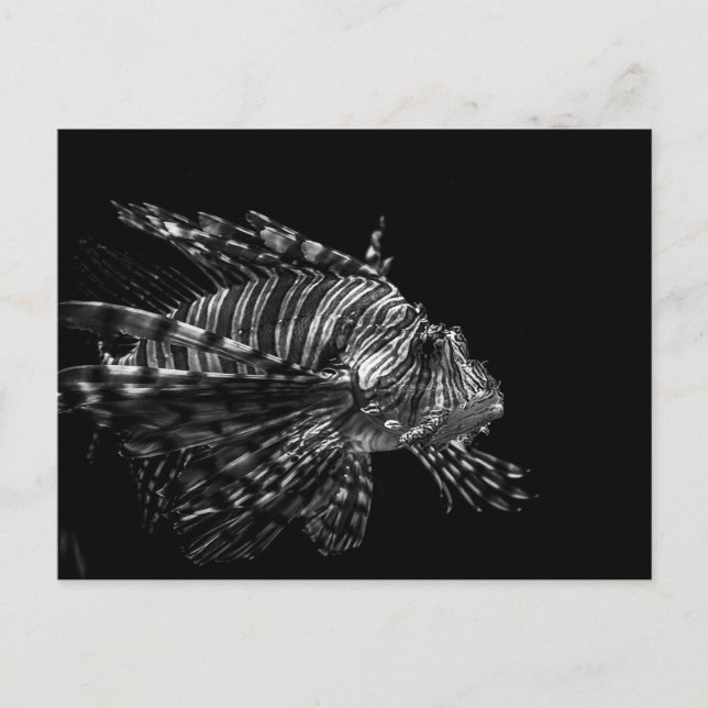 Postal Lionfish - Postcard (Anverso)