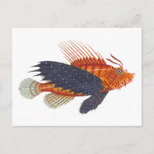Postal Lionfish - Pterois - Engraving Antiguo de Peces de