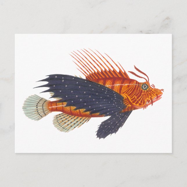 Postal Lionfish - Pterois - Engraving Antiguo de Peces de (Anverso)