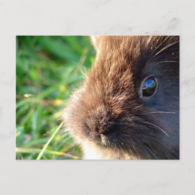 Postal Lionhead Bunny (Anverso)