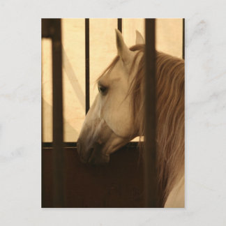 Postal Lipizzan después del espectáculo