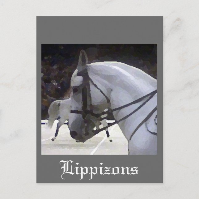 Postal Lippizons 2009 (Anverso)
