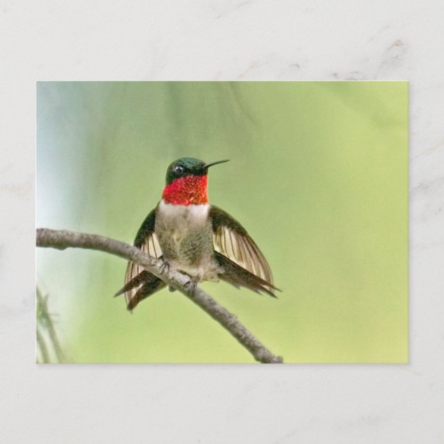 Postal Liquidación de colibríes en una rama (Anverso)