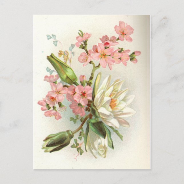 Postal lirio (Anverso)