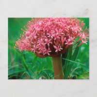 Lirio Africano (Agapanthus Praecox), Mala Mala