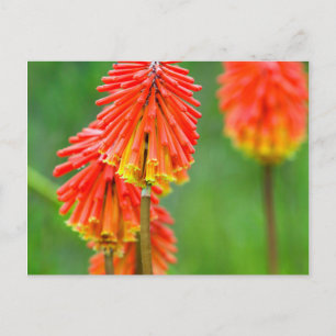 Postal Lirio Antorcha (Kniphofia Uvaria), Cabo Occidental