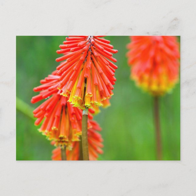 Postal Lirio Antorcha (Kniphofia Uvaria), Cabo Occidental (Anverso)
