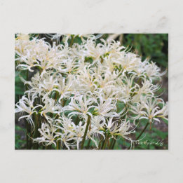 Postal Lirio araña blanco ポストカード