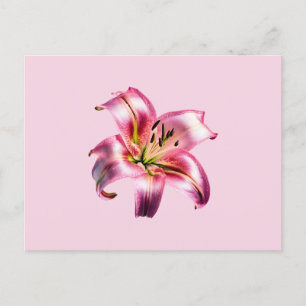 Postal Lirio asiático rosado holográfico irlandés