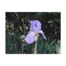 Lirio Azul