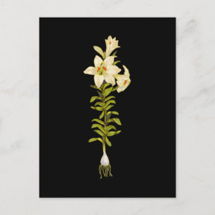 Postal Lirio blanco