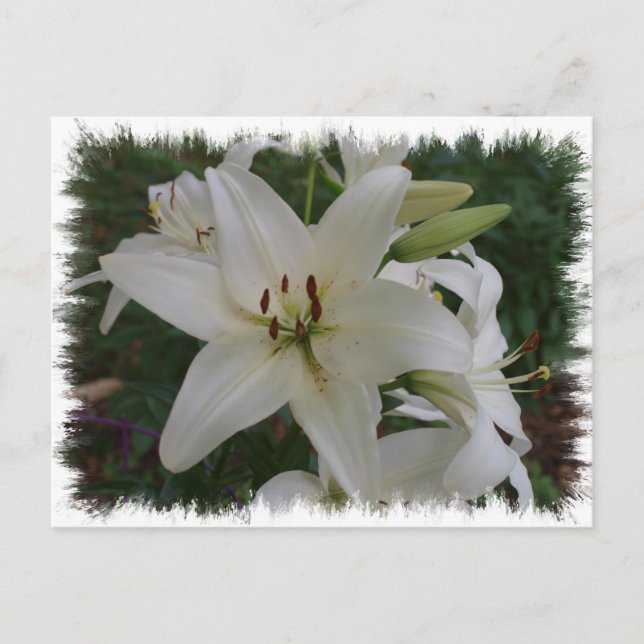 Postal Lirio blanco (Anverso)