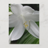 Lirio blanco