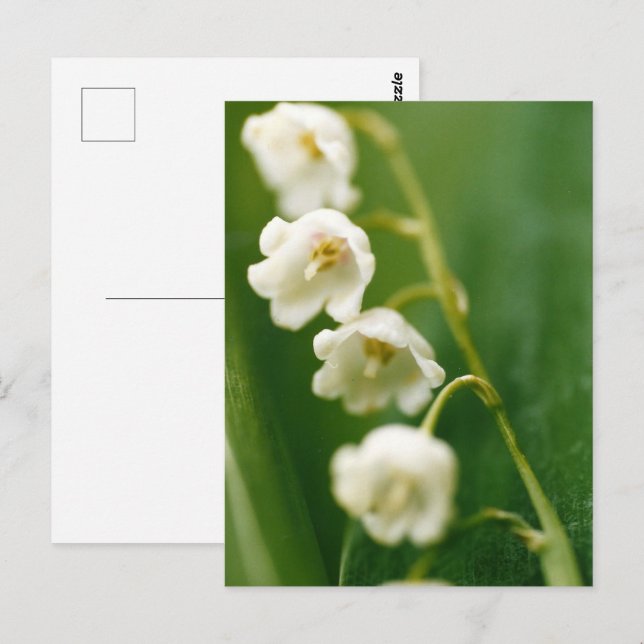 Postal Lirio blanco del valle (Convallaria majalis) (Anverso / Reverso)