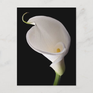 Postal Lirio blanco elegante