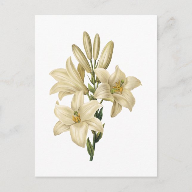 Postal lirio blanco (Lilium candidum) por Redouté (Anverso)