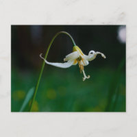 Lirio Ciervo Blanco 01