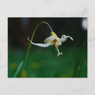 Postal Lirio Ciervo Blanco 01
