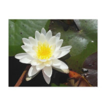 Lirio de agua