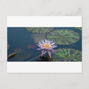 Postal Lirio de agua