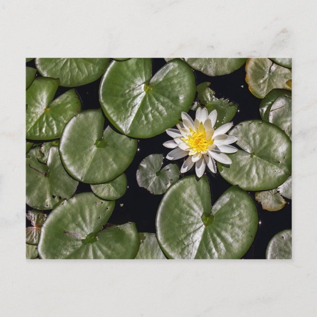 Postal Lirio de agua (Anverso)