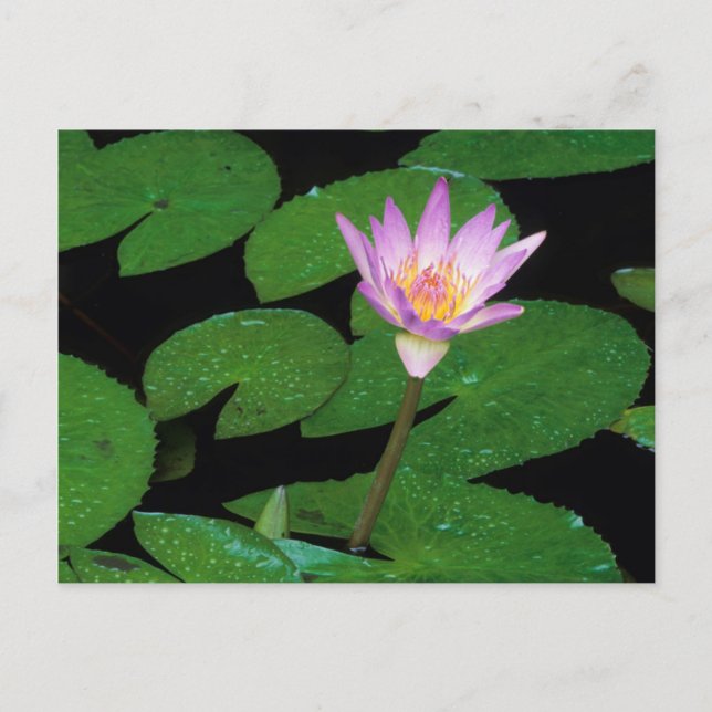 Postal Lirio de Agua Azul del Cabo (Nymphaea Capensis) (Anverso)