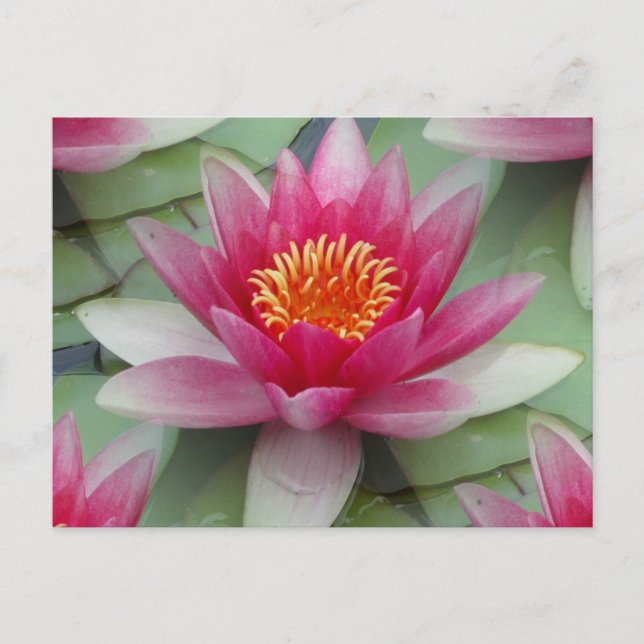 Postal Lirio de agua de Lotus rosa (Anverso)