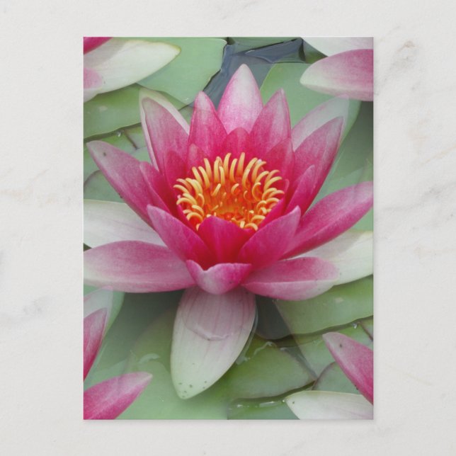 Postal Lirio de agua de Lotus rosa (Anverso)