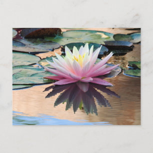 Postal Lirio de agua del sol