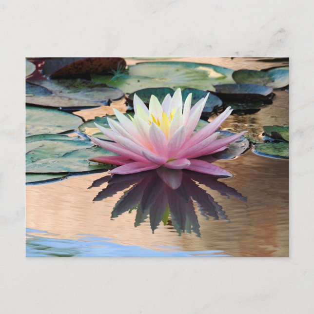 Postal Lirio de agua del sol (Anverso)