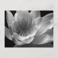 Lirio de agua en blanco y negro en Keizer, Oregón