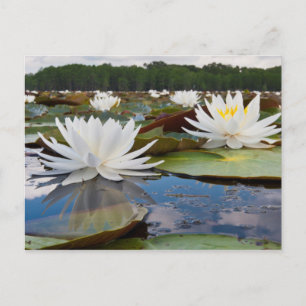 Postal Lirio De Agua Fragrante (Nymphaea Odorata) En Cadd