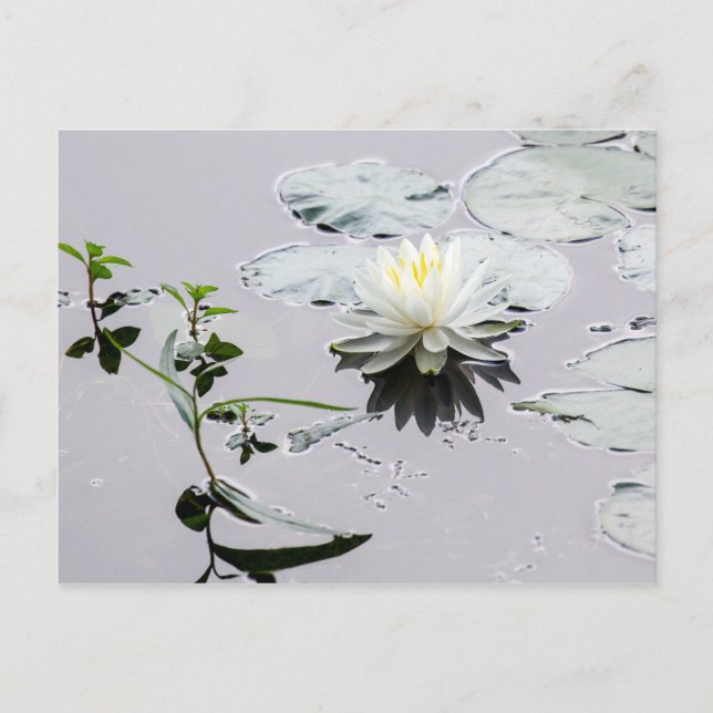 Postal Lirio de agua glaseada (Anverso)