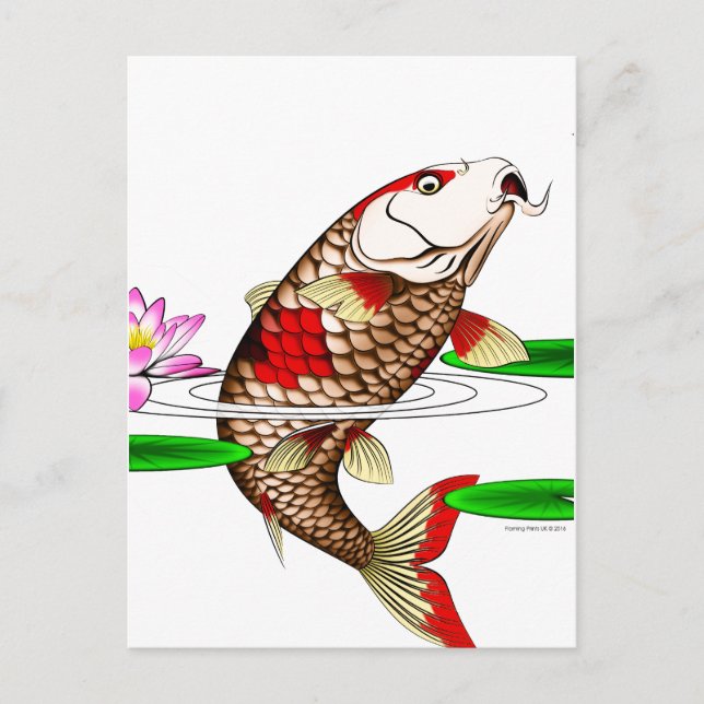 Postal Lirio de agua para carpas de pescado de Koi japoné (Anverso)