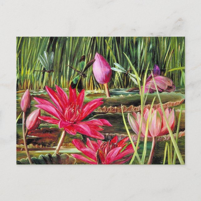 Postal Lirio de agua roja del sur de India (Anverso)