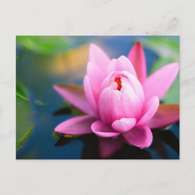 Postal Lirio de Agua Rosa (Anverso)