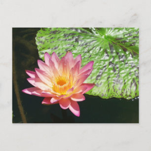 Postal Lirio de agua rosa en un estanque