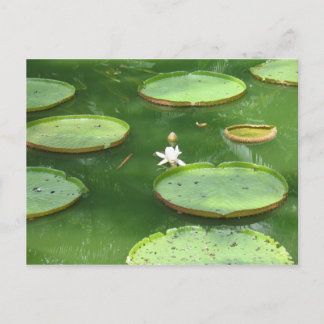 Postal Lirio de agua verde