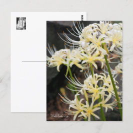 Postal Lirio de araña blanca