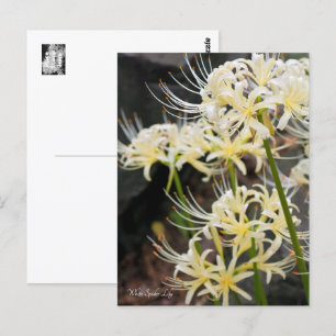 Postal Lirio de araña blanca