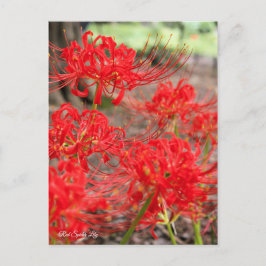 Postal Lirio de araña roja :Postcard