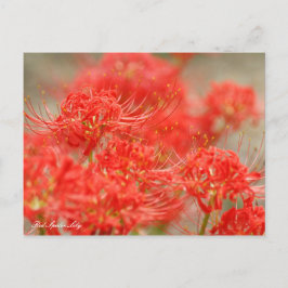 Postal Lirio de araña roja :Postcard