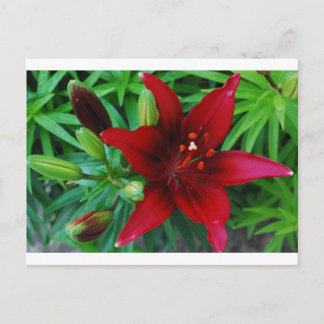 Postal Lirio de Borgoña