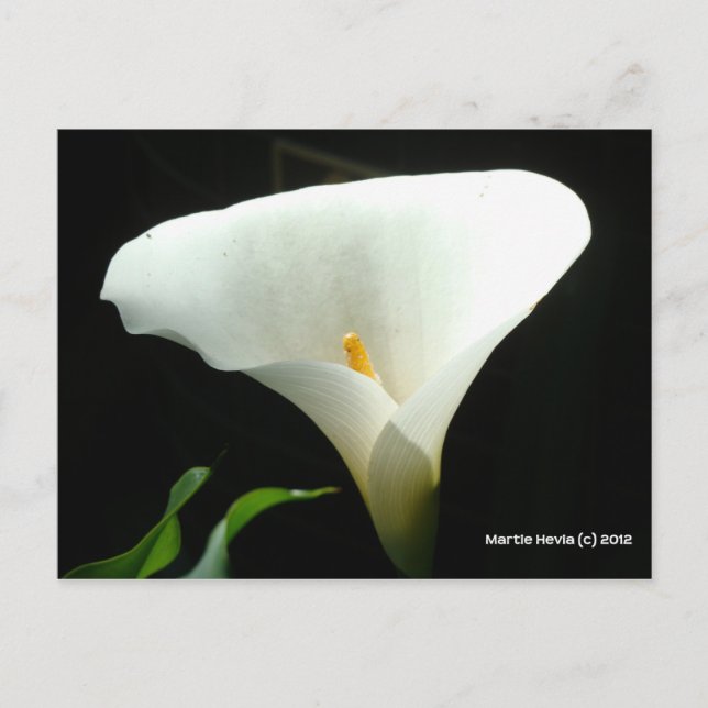 Postal Lirio de Calla en negro (Anverso)