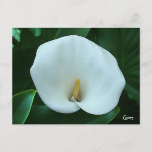 Postal Lirio de Calla - Postcard