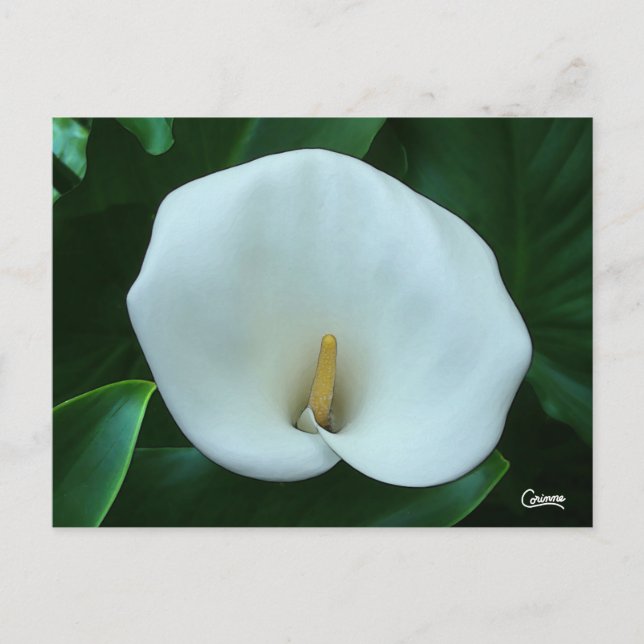 Postal Lirio de Calla - Postcard (Anverso)