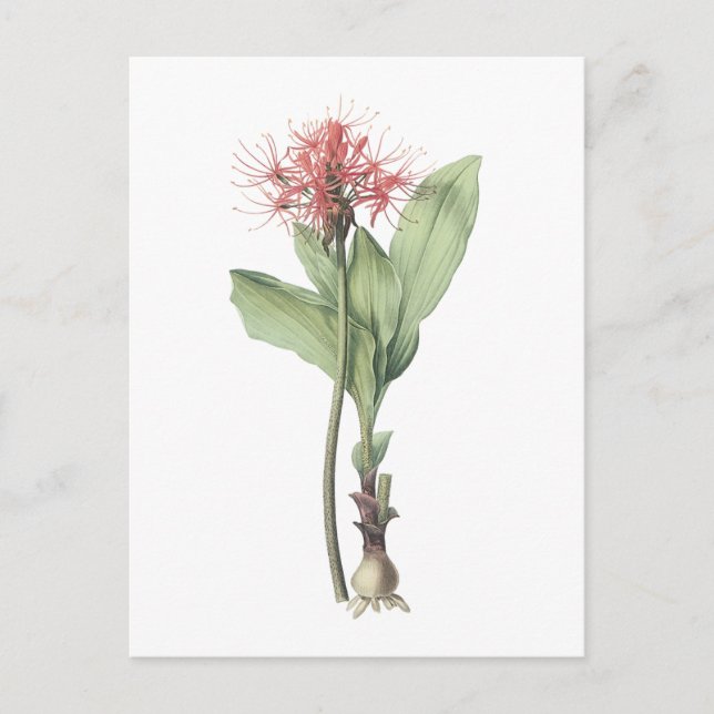 Postal lirio de la bola de fuego (multiflorus del (Anverso)