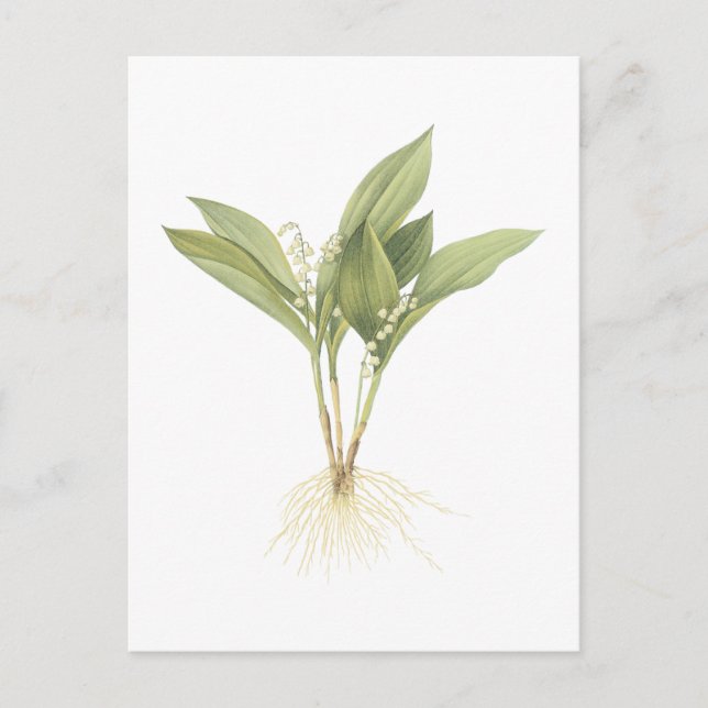 Postal Lirio de los valles (majalis del Convallaria) por (Anverso)